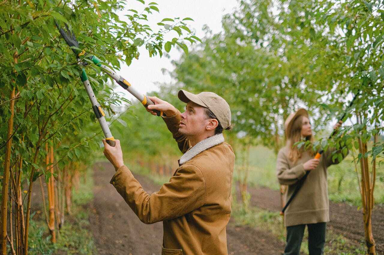 Best Tree Trimming Near Me  in Arnold, MO